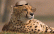 [thumbnail of Cheeta004a.jpg]