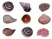 [thumbnail of Seashells.jpg]